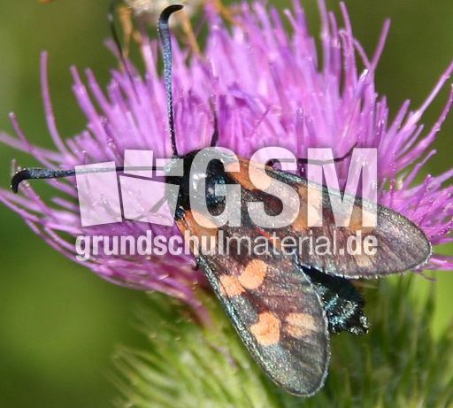 Kleewidderchen-4.JPG